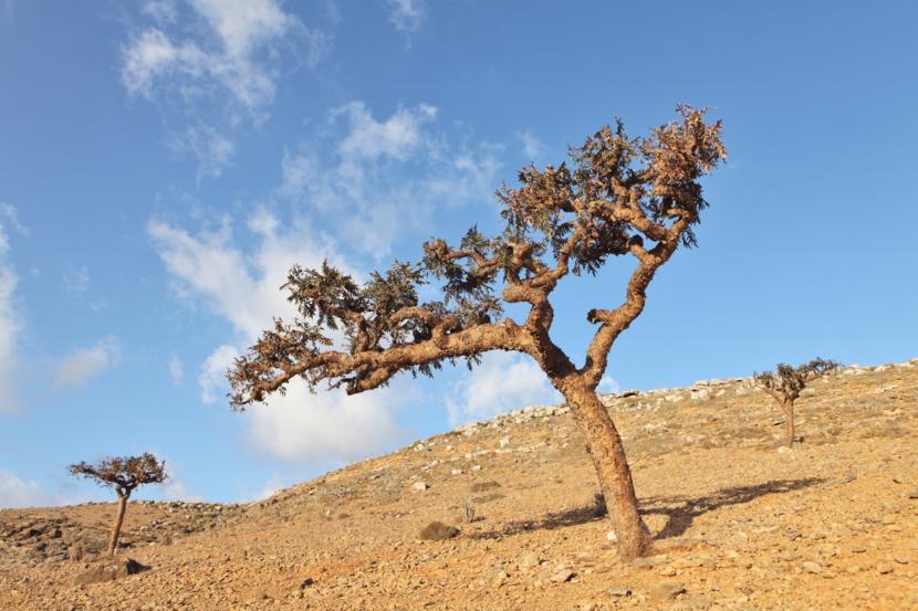 What Is Myrrh Used For?