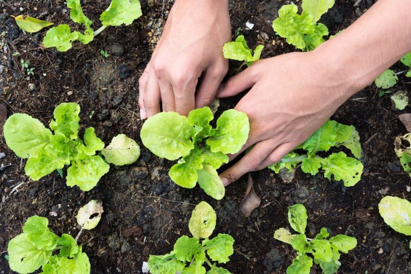 Antioxidant Levels Are Similar in Organic and Conventionally Grown Vegetables