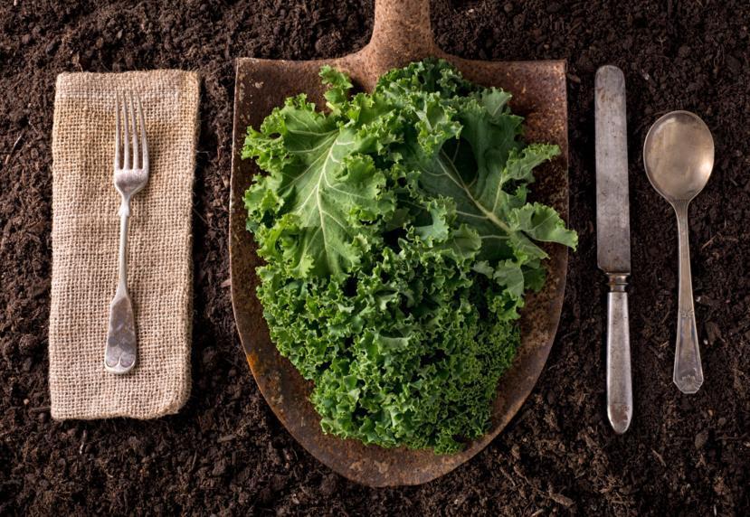Health Benefits of Kale
