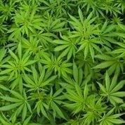 What are the Effects of Marijuana?