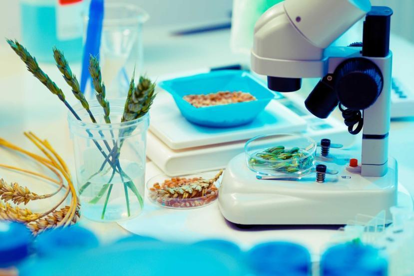 What Does GMO (Genetically Modified Organism) Mean?