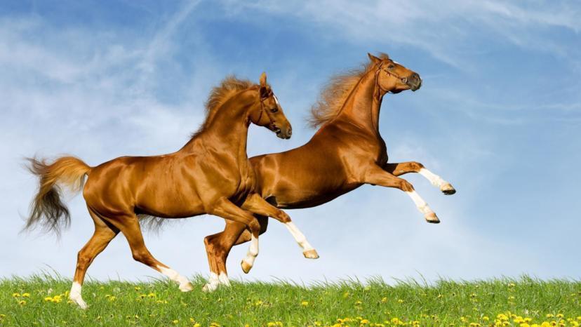 Calming The Body Is Like Taming Wild Horses
