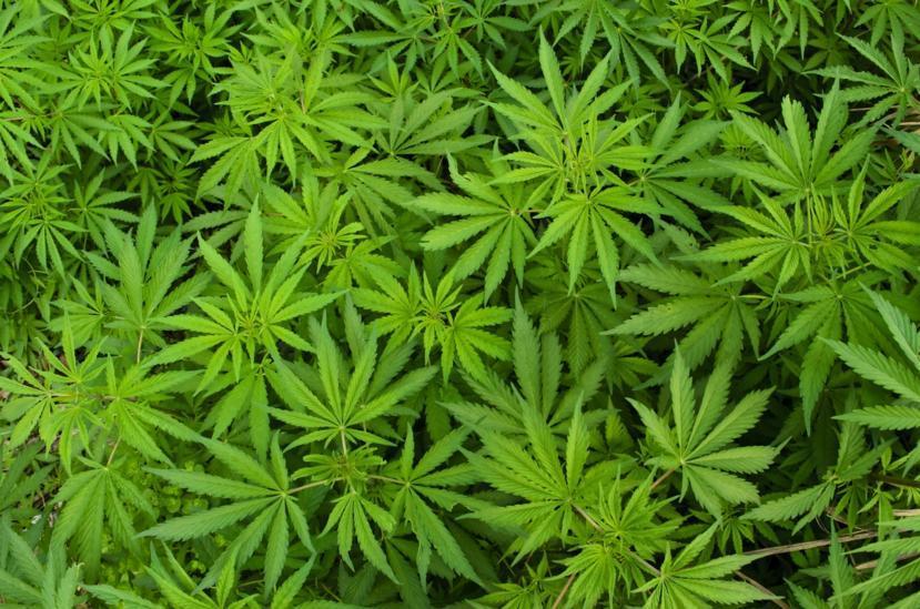 Gum Disease is Common in Pot Smokers