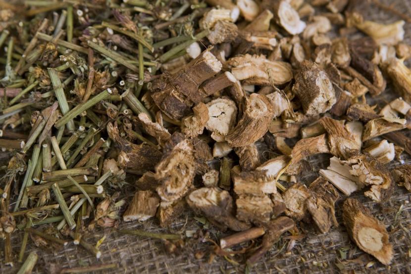 10 Best Health Benefits and Uses of Chicory Root