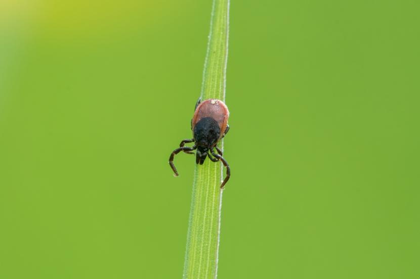 How Does Borrelia burgdorferi Cause Lyme Disease?