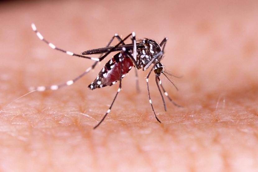 Is Dengue Fever Just Another Flu?