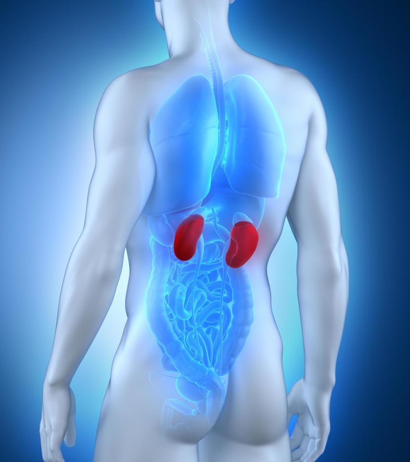 Risk of Kidney Deterioration Low in MS Patients, Study Suggests