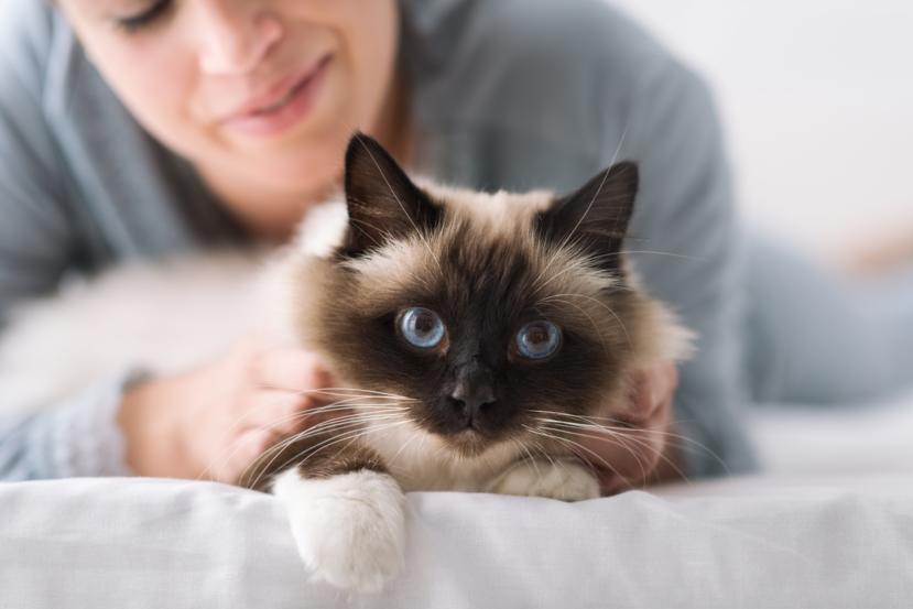 What Causes Cat Scratch Fever?