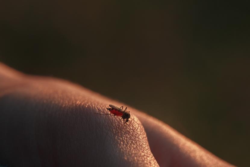 What Is the West Nile Virus?