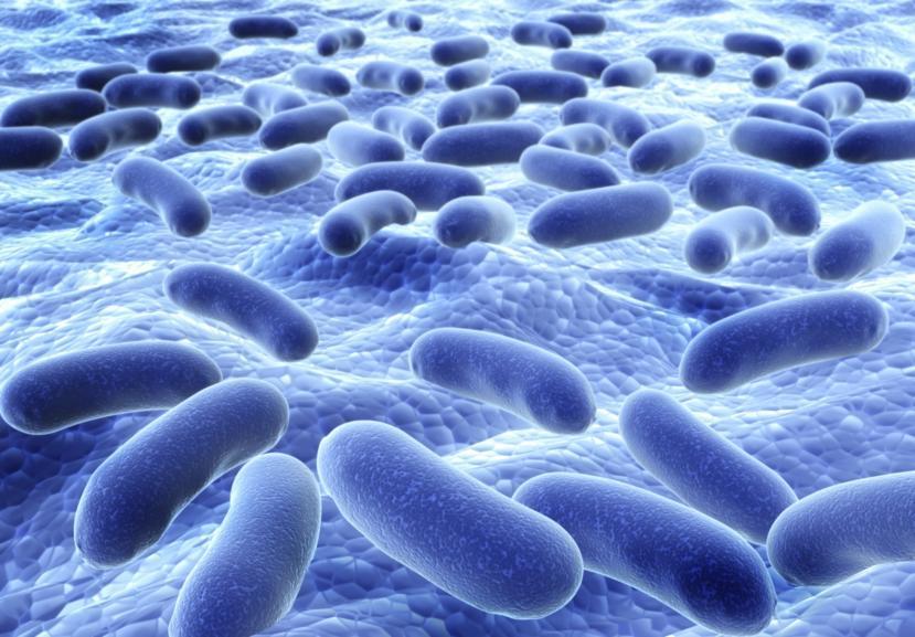 What Role Do Gut Microbes Play in Multiple Sclerosis?