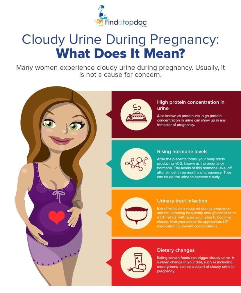 Cloudy Urine During Pregnancy: Should You Be Worried?  Pregnancy symptoms,  Pregnancy health, Pregnancy early