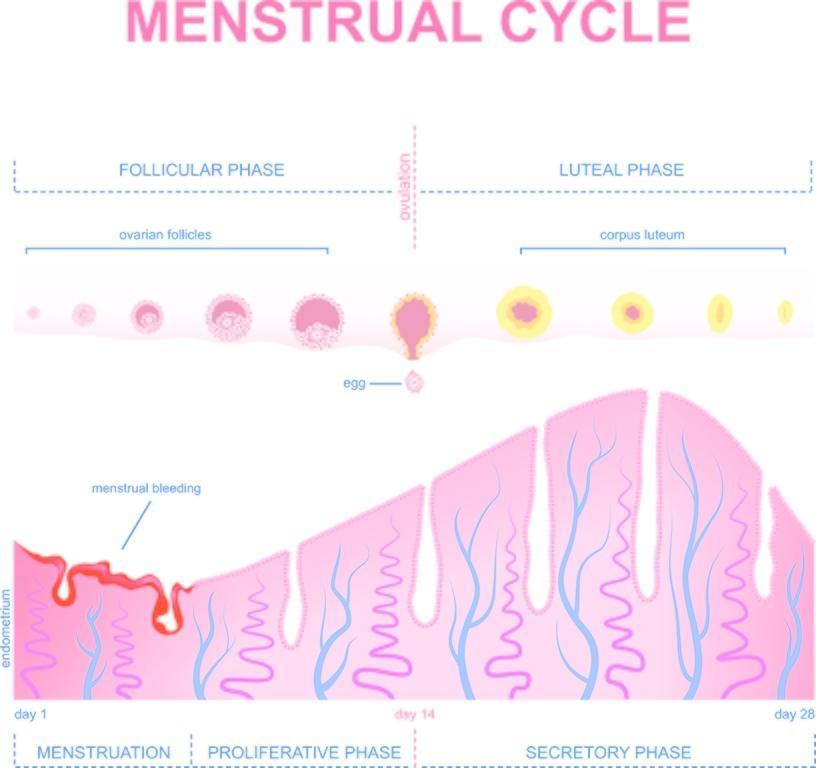 Implantation Bleeding Can Be Treated Findatopdoc