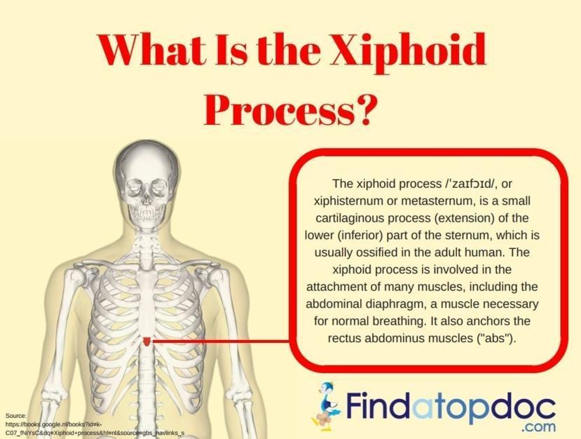 What Is the Xiphoid Process?