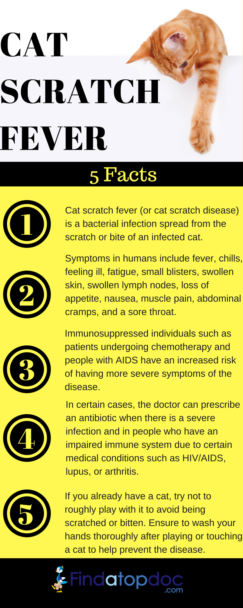 treatment for bartonella in cats