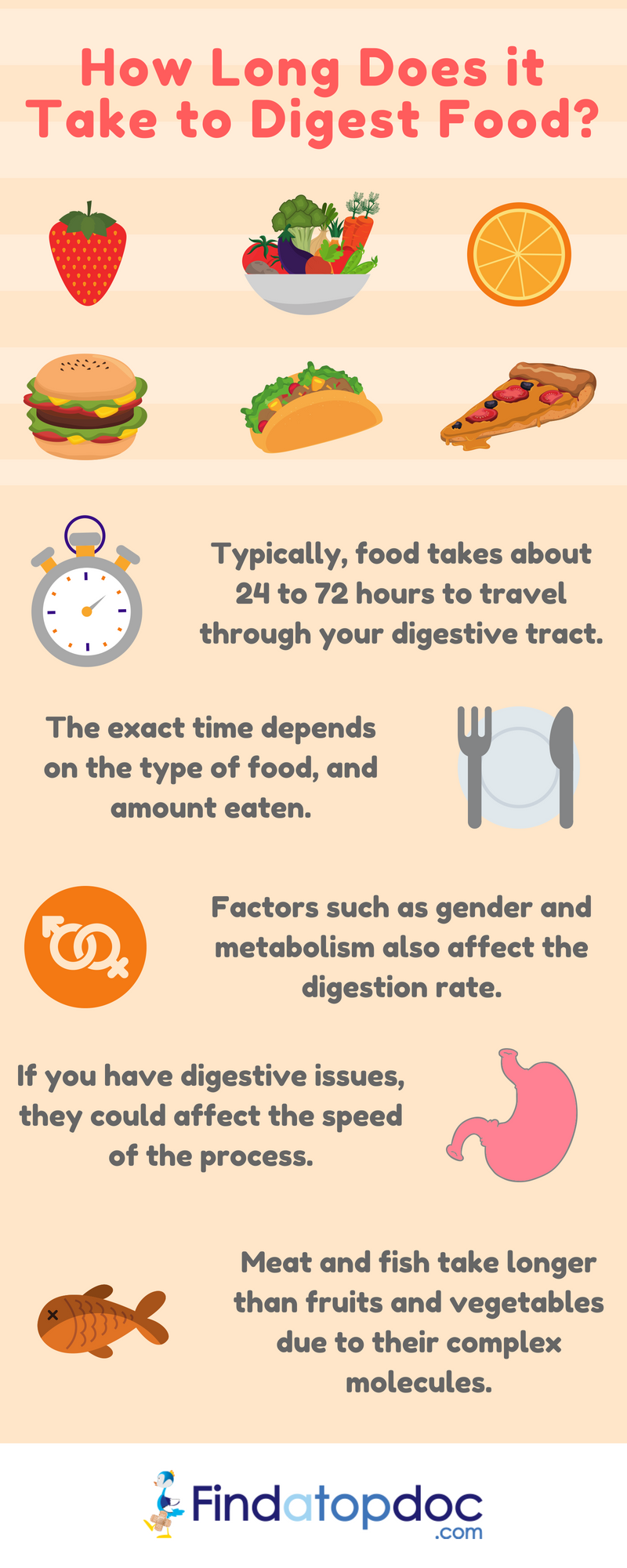 How Long Does It Take to Digest Food?