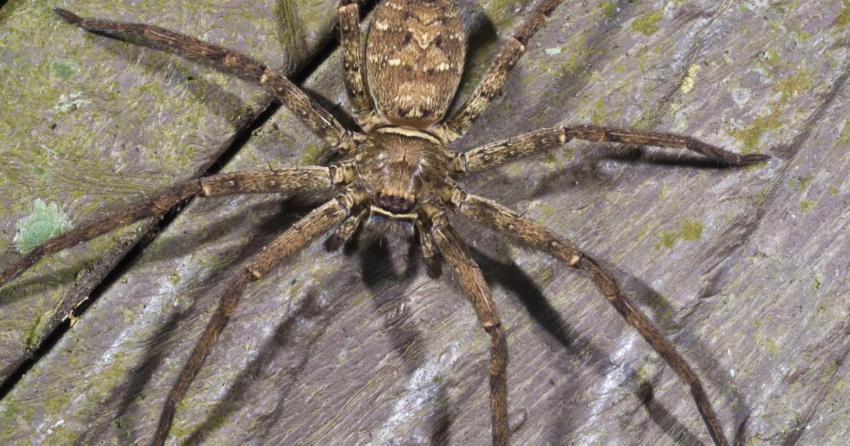 WOLF SPIDER BITES (9 ways to recognize what they are) – FindaTopDoc