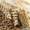 Why Are Whole Grains so Important for My Health?