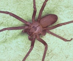 Brown Recluse Spider: Bites, Symptoms, and Pictures
